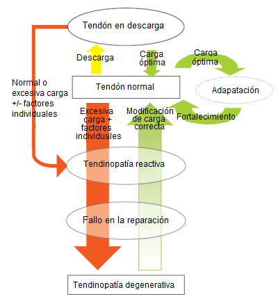 Tendinopatías. Definición, causas, diagnóstico y tratamiento. Clínica de Fisioterapia Avanzada en Talavera